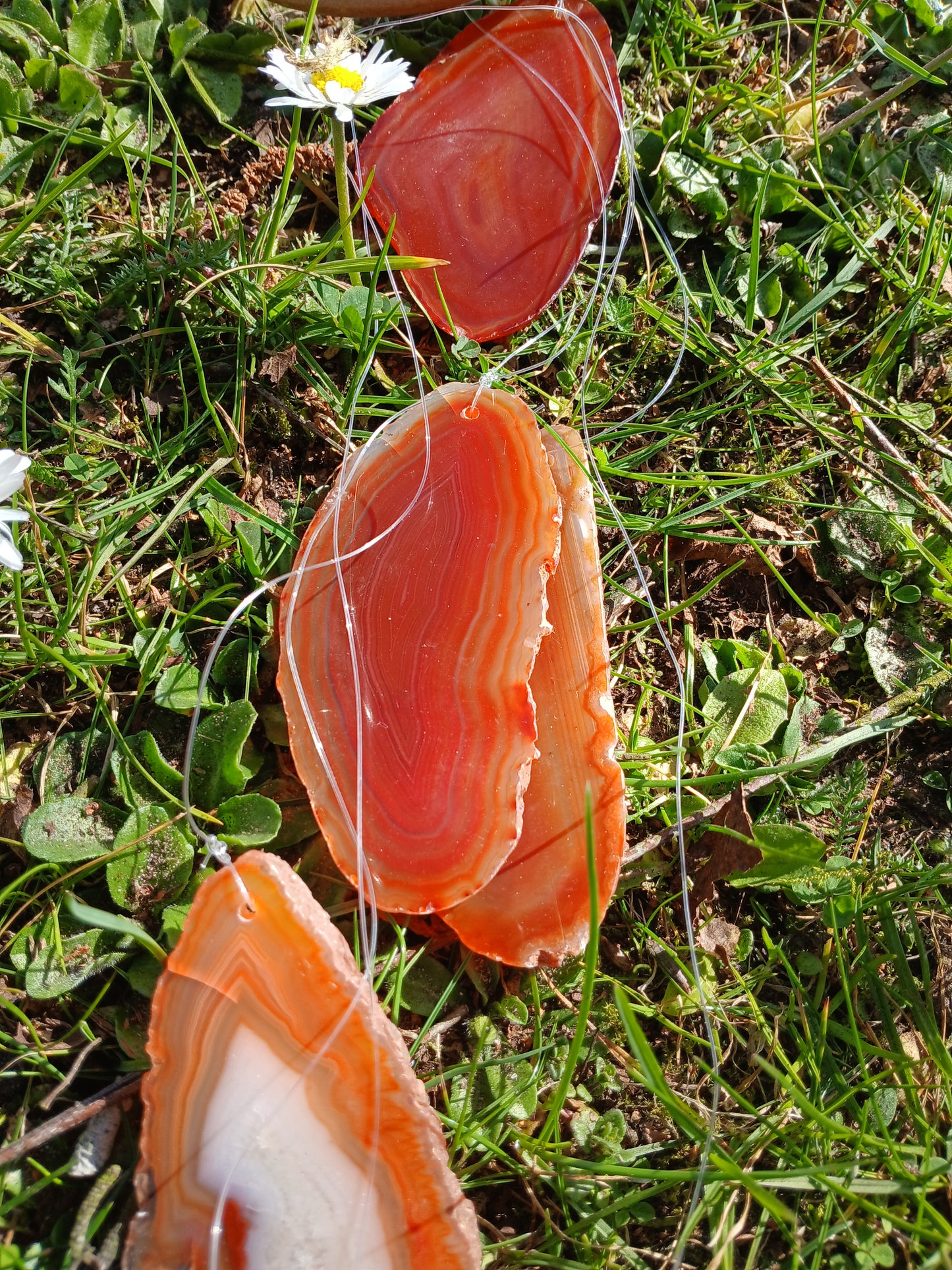 Achat Windspiel rot