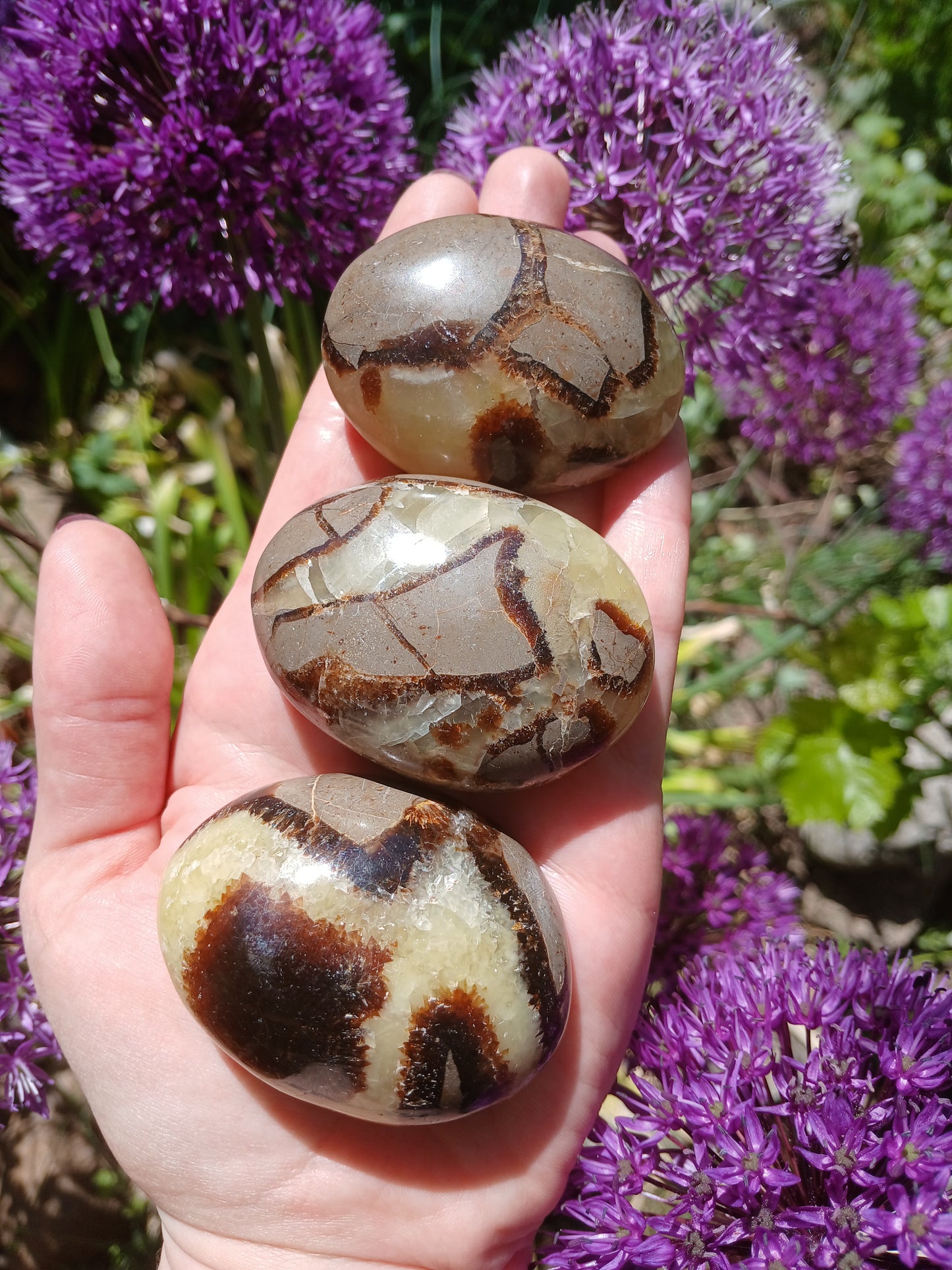 Septarien 5,5 cm Pebbles / Trommelsteine