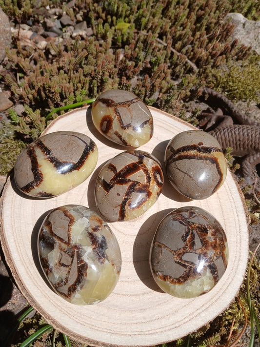 Septarien 5,5 cm Pebbles / Trommelsteine