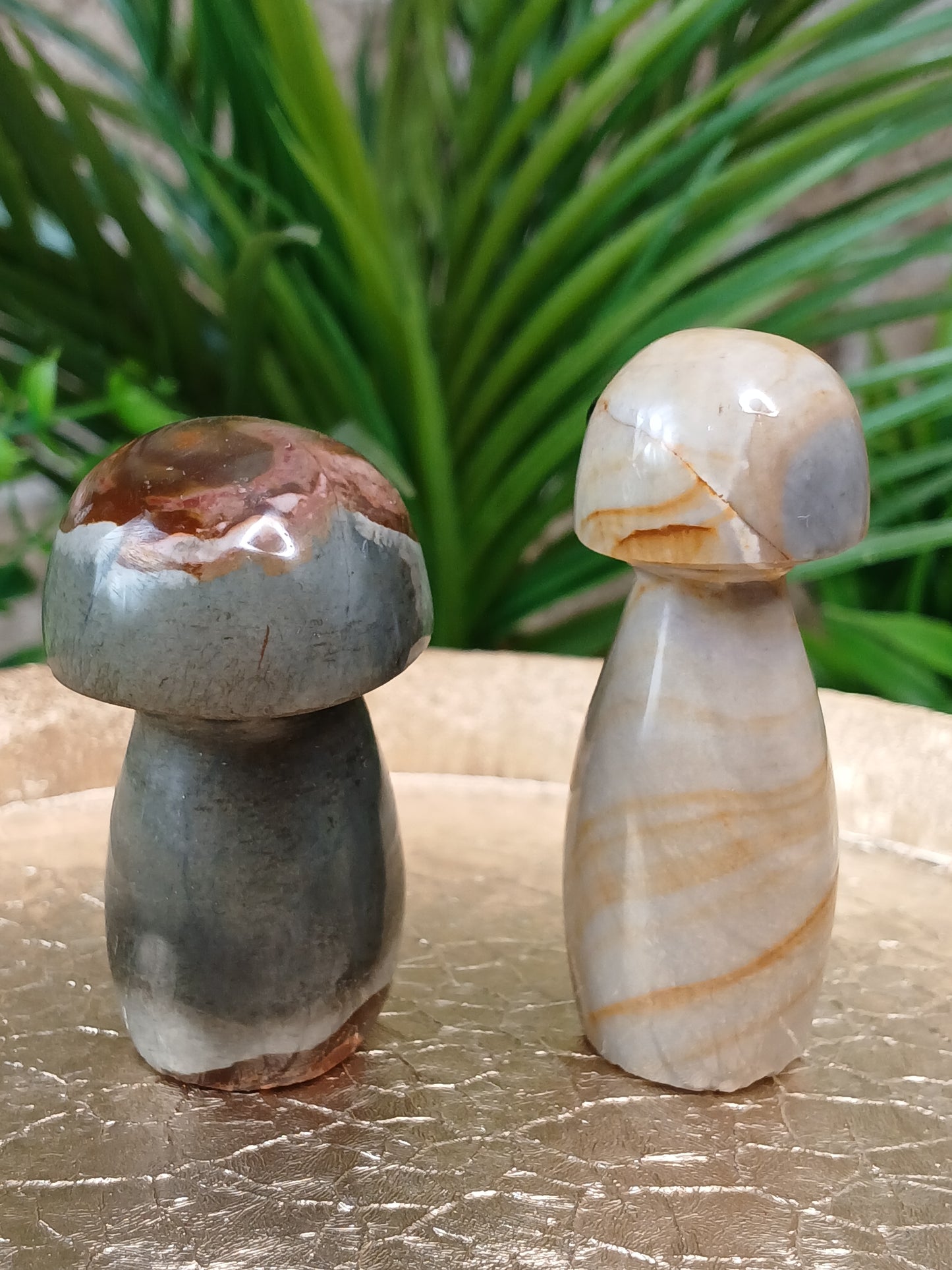 Polychromer Jaspis Pilz