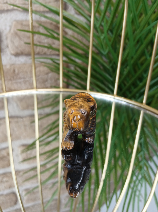 Tigerauge Bär