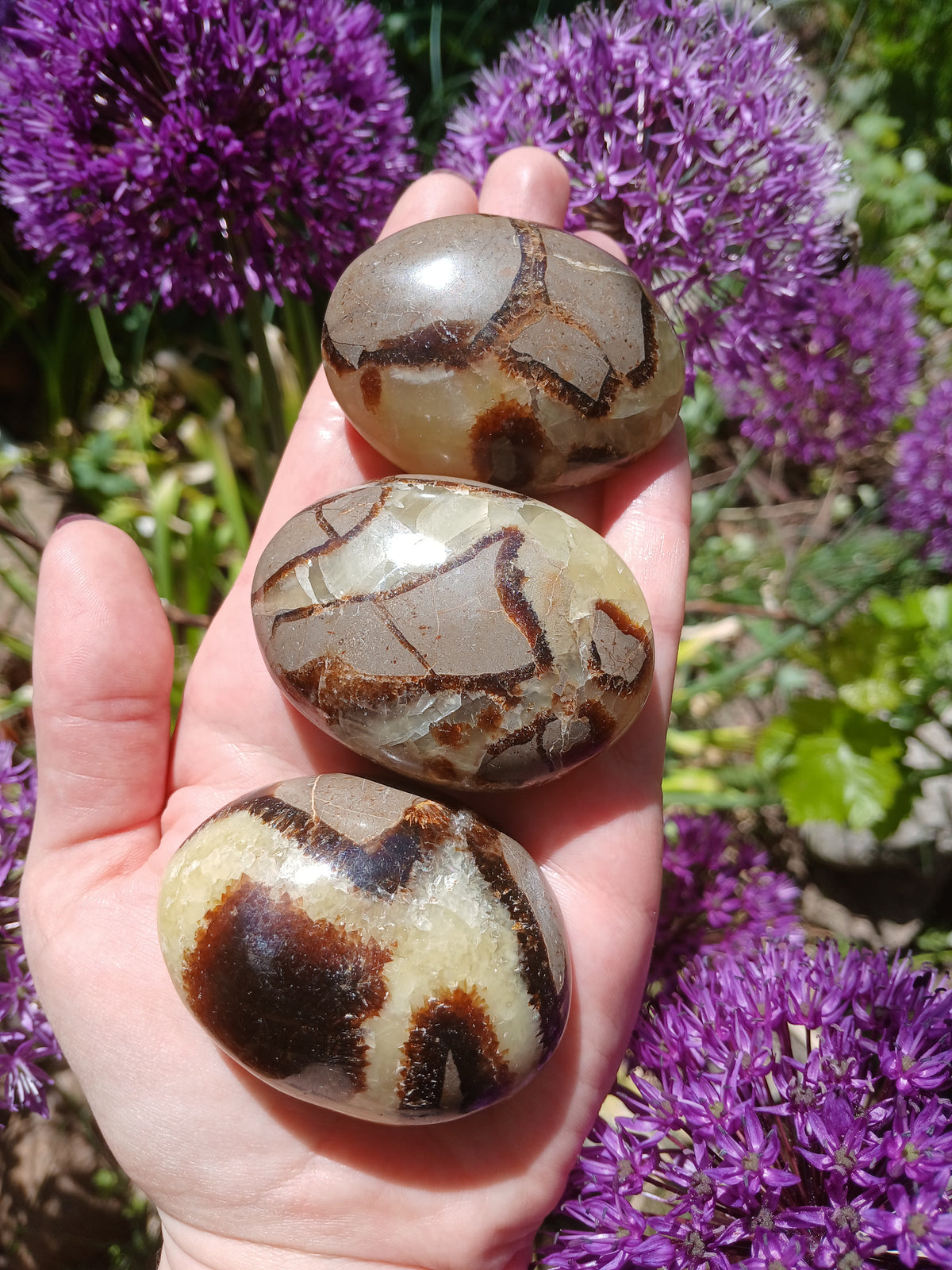 Septarien 5,5 cm Pebbles / Trommelsteine