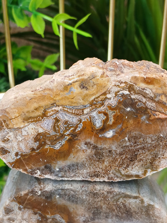 Versteinertes Holz