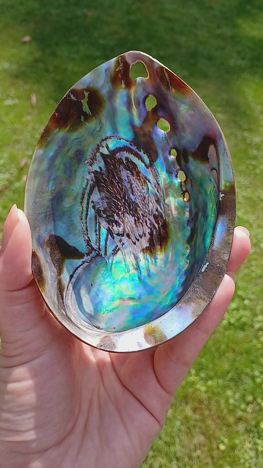 Abalone Pauna Muschel poliert