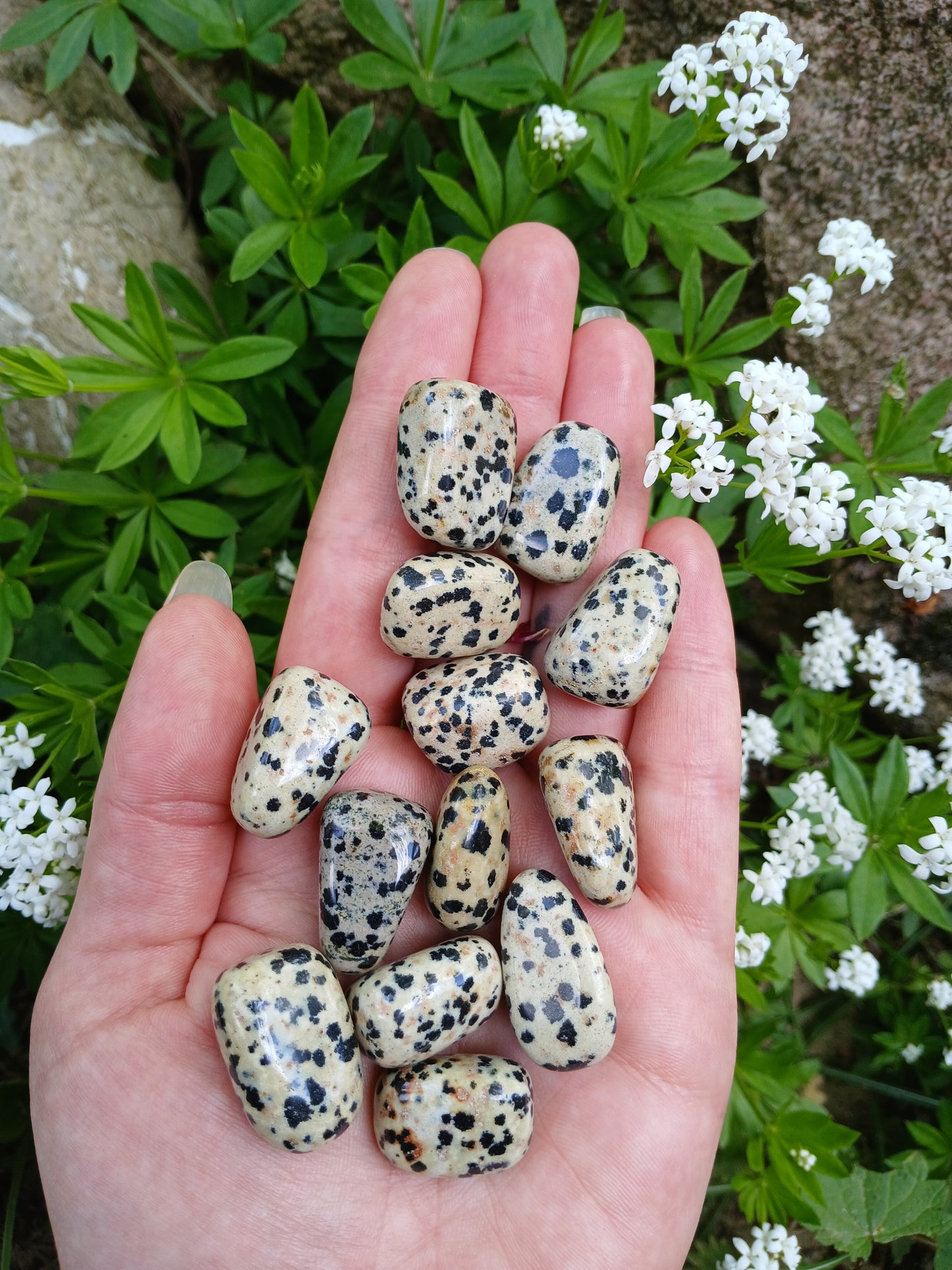 Dalmatinerstein 2 - 2,5 cm Trommelsteine