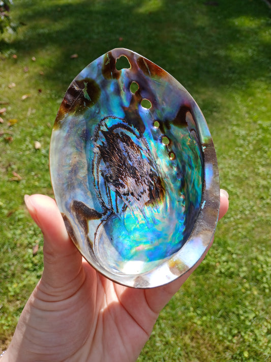 Abalone Pauna Muschel poliert