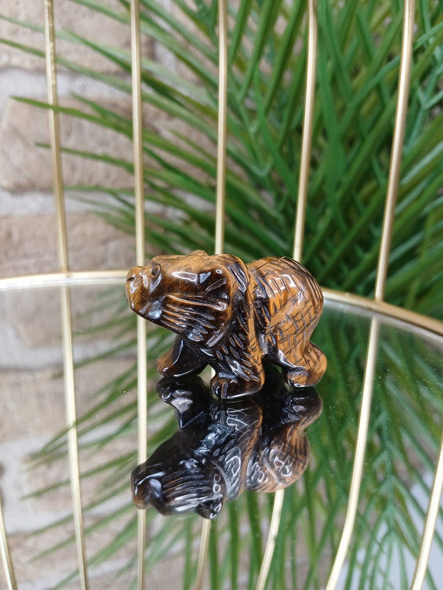 Tigerauge Bär