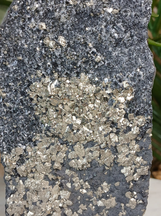 Pyrit auf Schungit