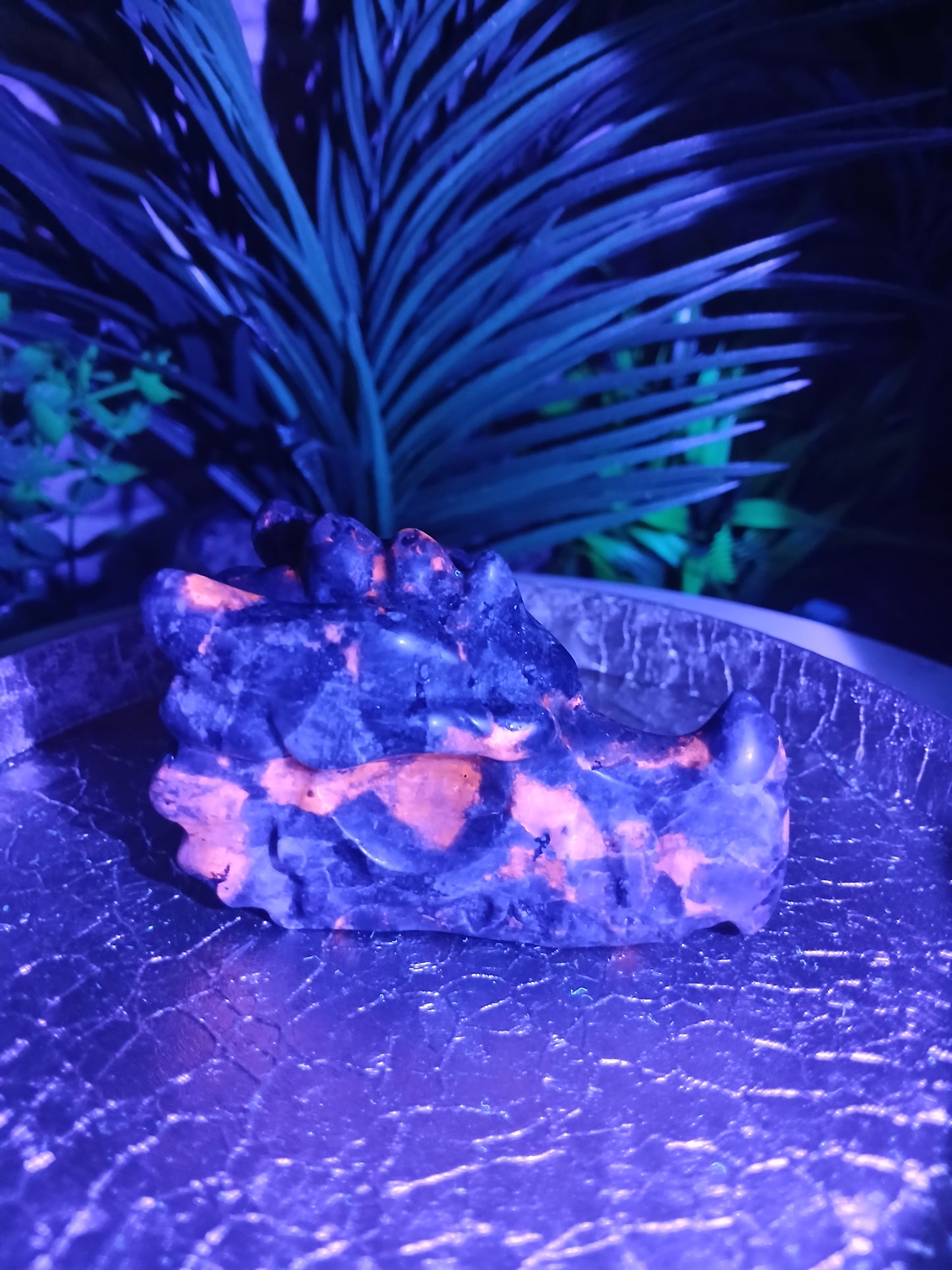 Yooperlite Drachenkopf